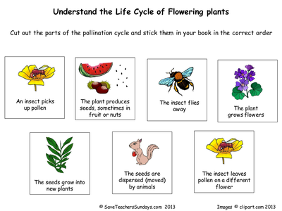 Life cycle of flowering plants (worksheet).pptx