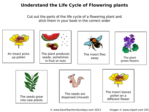 Life Cycle Of Flowering Plants Lesson Plan And Worksheet Teaching Resources