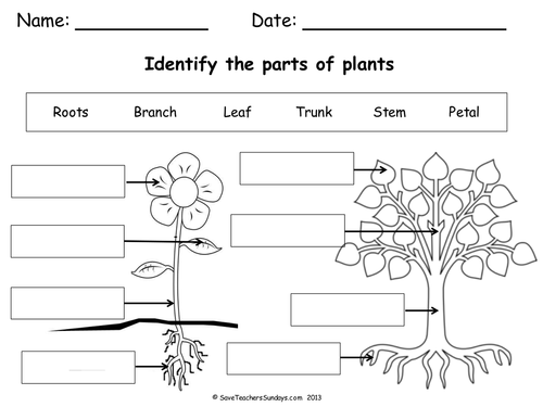 Parts of a plant & a tree lesson plan & worksheet by ...