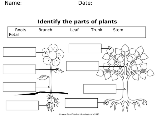 basic parts of a plant worksheet