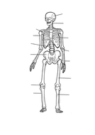 Muscles, Bones & Movement introduction lesson | Teaching Resources