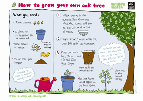 How to grow your own oak tree | Teaching Resources