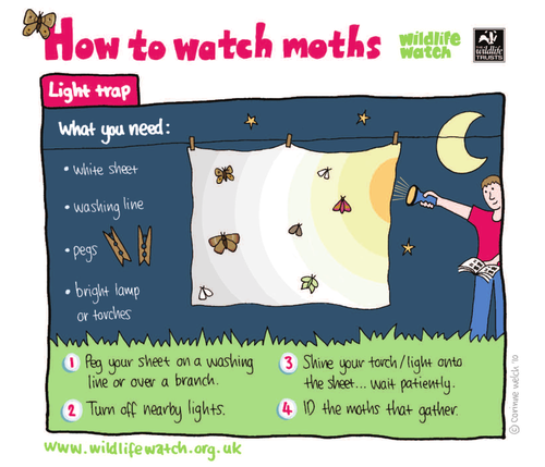 How to watch moths: Light trap | Teaching Resources