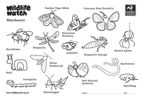 minibeasts-colouring-sheets-teaching-resources