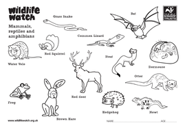 Reptile Worksheets For Kindergarten - best worksheet