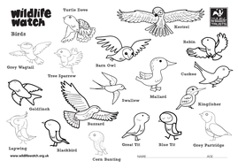 Birds Colouring Sheets | Teaching Resources