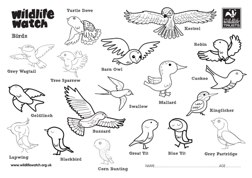 birds-colouring-sheets-teaching-resources