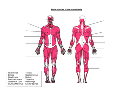 Muscles Worksheet | Teaching Resources