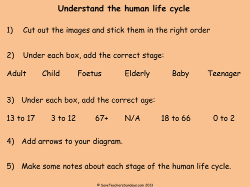 Human Life Cycle Human Stages Of Development Teaching Resources