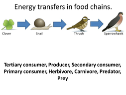 Pyramids of Biomass | Teaching Resources