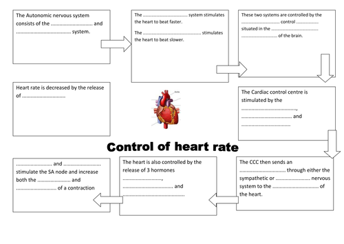 Control of Heart Rate As Level | Teaching Resources