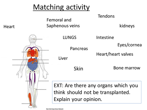 The nature of transplant surgery