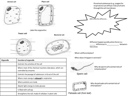 Cells & diffusion summary spread | Teaching Resources