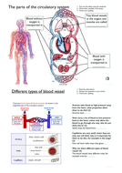 Simple blood vessels worksheet for KS3 | Teaching Resources