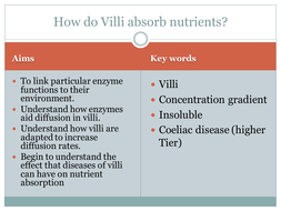 How villi are adapted | Teaching Resources
