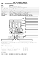 Leaf Structure | Teaching Resources