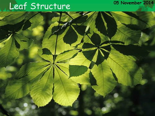 Leaf Structure by biscuitcrumbs - Teaching Resources - TES