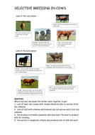 Selective Breeding Game | Teaching Resources