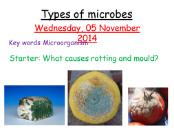 Types of microbes | Teaching Resources