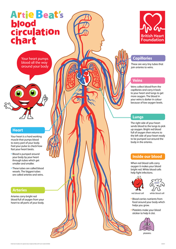 The Circulatory System Poster | Teaching Resources