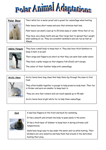 Printables Animal Adaptations Worksheets polar animal adaptation by dommiebee teaching resources tes adaptations info sheet sen docx