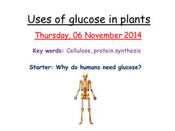 Uses of glucose in plants | Teaching Resources