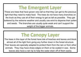 Rainforest Display Materials Teaching Resources