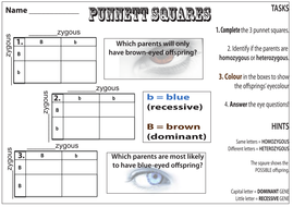 Punnet Squares | Teaching Resources