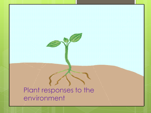 Why Plants Respond To The Environment Teaching Resources