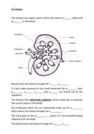 Very simple kidney worksheet. | Teaching Resources