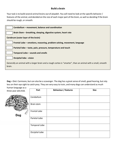 compare brains teaching resources