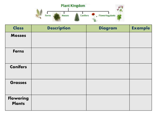 plant classification worksheet