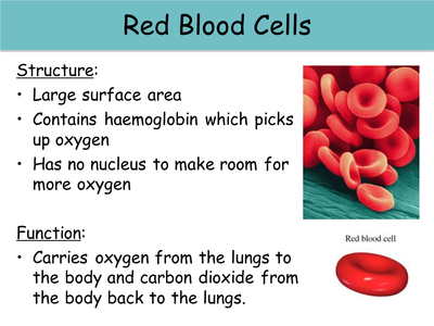 label a plant cell worksheet label a plant cell worksheet