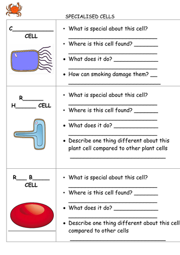 ks3 revision animal plant specialised cells