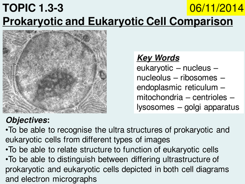 Prokaryotic And Eukaryotic Cell Comparison Teaching Resources