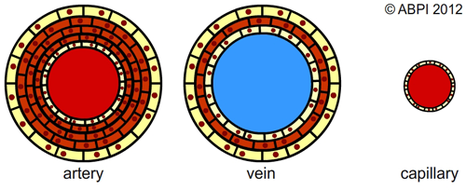 Artery, Vein & Capillary Cross Sections | Teaching Resources