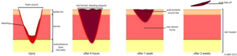 Blood Clotting Stages by abpischools | Teaching Resources