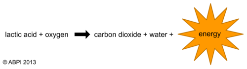 Breaking Down Lactic Acid | Teaching Resources