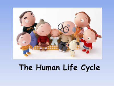 Human Life Cycle by rodwelja01 - UK Teaching Resources - TES