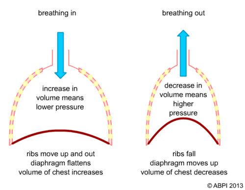 Breathing Movements | Teaching Resources