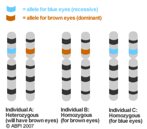 Chromosomes | Teaching Resources