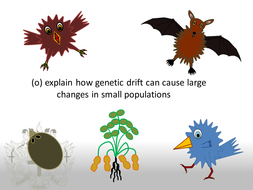 Genetic Drift | Teaching Resources