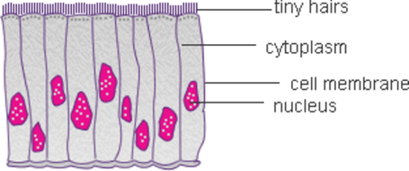 Ciliated Epithelium | Teaching Resources