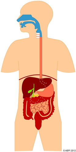 digestive system no labels for kids