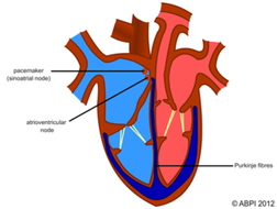 Heart - Electrical Stimulation | Teaching Resources