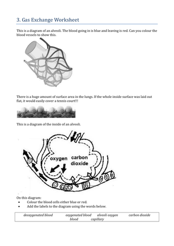 Respiratory system | Teaching Resources