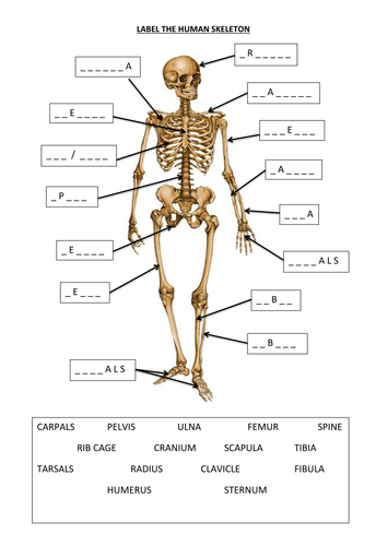 Label the Human Skeleton | Teaching Resources