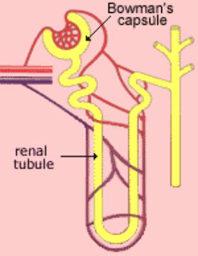 Kidney renal tubule | Teaching Resources