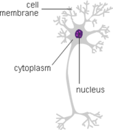 Nerve Cell | Teaching Resources