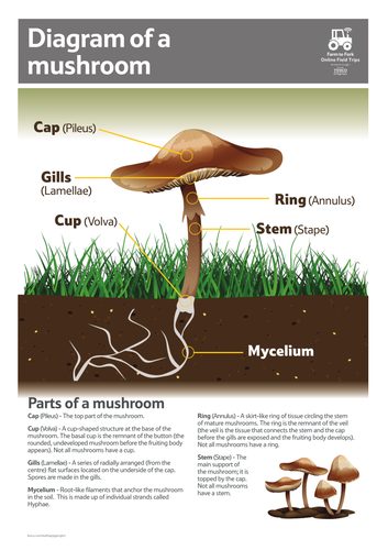 Diagram of a mushroom | Teaching Resources